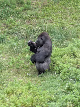 名古屋市東山動植物園に投稿された画像（2026/6/14）