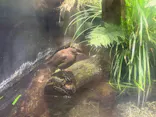 アクアマリンいなわしろカワセミ水族館に投稿された画像（2026/6/14）