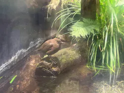 アクアマリンいなわしろカワセミ水族館に投稿された画像（2026/6/14）