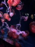 京都水族館に投稿された画像（2026/6/14）