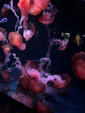 京都水族館に投稿された画像（2026/6/14）