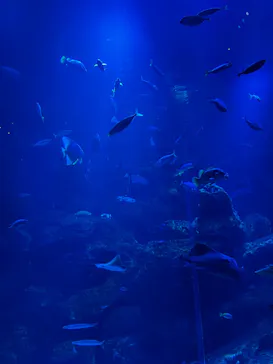 京都水族館に投稿された画像（2026/6/14）