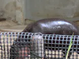 恩賜上野動物園に投稿された画像（2026/6/14）
