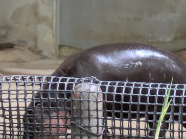 恩賜上野動物園に投稿された画像（2026/6/14）