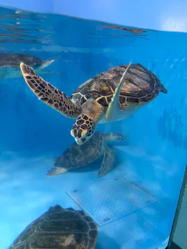 のとじま水族館に投稿された画像（2026/6/14）