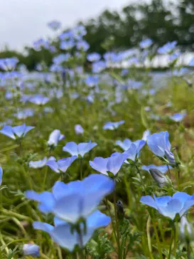 牧歌の里に投稿された画像（2026/6/14）