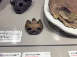 大絶滅展ー生命史のビッグファイブ（名古屋会場）に投稿された画像（2026/6/14）
