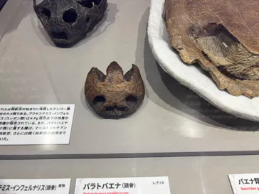 大絶滅展ー生命史のビッグファイブ（名古屋会場）に投稿された画像（2026/6/14）