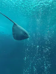 環境水族館アクアマリンふくしまに投稿された画像（2026/6/14）