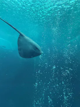 環境水族館アクアマリンふくしまに投稿された画像（2026/6/14）