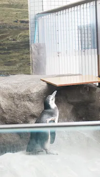 しながわ水族館に投稿された画像（2026/6/14）