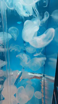 しながわ水族館に投稿された画像（2026/6/14）