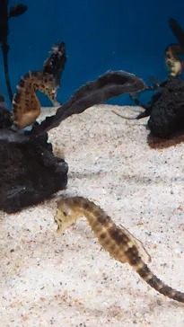 しながわ水族館に投稿された画像（2026/6/14）