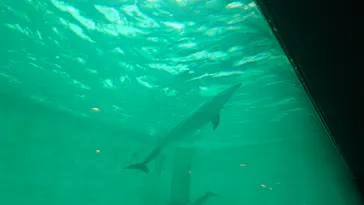 しながわ水族館に投稿された画像（2026/6/14）