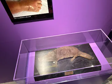 特別展「超危険生物展　科学で挑む生き物の本気」に投稿された画像（2026/6/14）