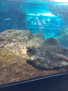 新江ノ島水族館に投稿された画像（2026/6/14）