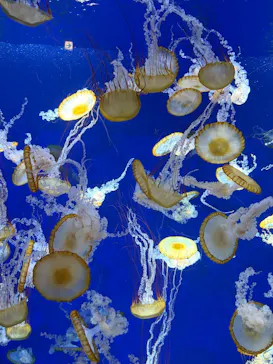 新江ノ島水族館に投稿された画像（2026/6/14）