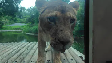 多摩動物公園 ライオンバス乗車券に投稿された画像（2026/6/14）