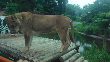 多摩動物公園 ライオンバス乗車券に投稿された画像（2026/6/14）