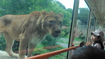 多摩動物公園 ライオンバス乗車券に投稿された画像（2026/6/14）