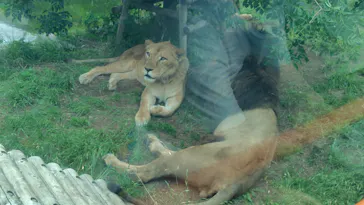 多摩動物公園 ライオンバス乗車券に投稿された画像（2026/6/14）