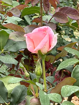 とっとり花回廊に投稿された画像（2026/6/14）
