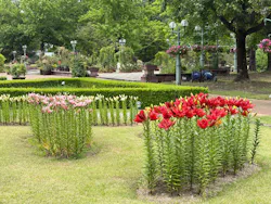 とっとり花回廊に投稿された画像（2026/6/14）