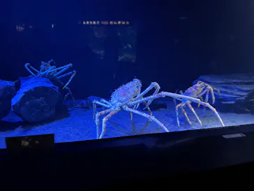 サンシャイン水族館に投稿された画像（2026/6/14）