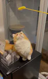 猫カフェモカ　渋谷公園通り店に投稿された画像（2026/6/14）