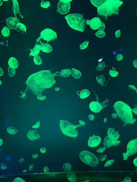 名古屋港水族館に投稿された画像（2026/6/14）