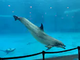 名古屋港水族館に投稿された画像（2026/6/14）