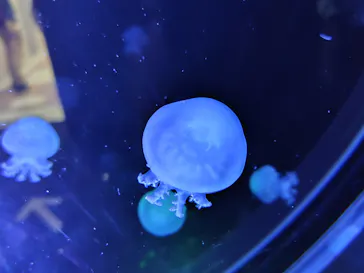 名古屋港水族館に投稿された画像（2026/6/14）