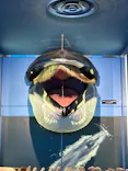 名古屋港水族館に投稿された画像（2026/6/14）