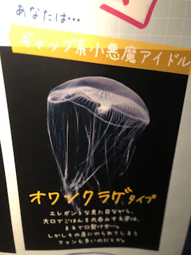京都水族館に投稿された画像（2026/6/14）