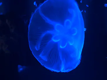 京都水族館に投稿された画像（2026/6/14）