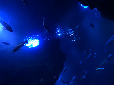 京都水族館に投稿された画像（2026/6/14）