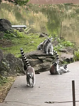 伊豆シャボテン動物公園に投稿された画像（2026/6/15）