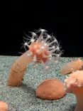 環境水族館アクアマリンふくしまに投稿された画像（2026/6/15）