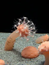 環境水族館アクアマリンふくしまに投稿された画像（2026/6/15）