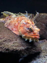 環境水族館アクアマリンふくしまに投稿された画像（2026/6/15）