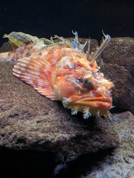 環境水族館アクアマリンふくしまに投稿された画像（2026/6/15）