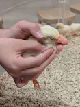 Moff animal cafe イオンモール新利府店に投稿された画像（2026/6/15）