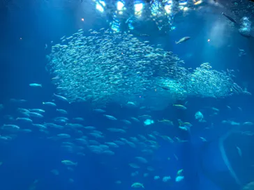 アクアワールド茨城県大洗水族館に投稿された画像（2026/6/15）