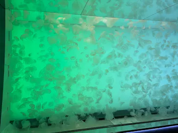 アクアワールド茨城県大洗水族館に投稿された画像（2026/6/15）