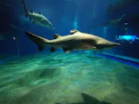 アクアワールド茨城県大洗水族館に投稿された画像（2026/6/15）