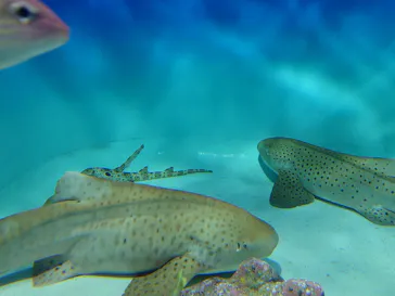 アクアワールド茨城県大洗水族館に投稿された画像（2026/6/15）
