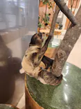Moff animal cafe イオンモール名取店に投稿された画像（2026/6/15）