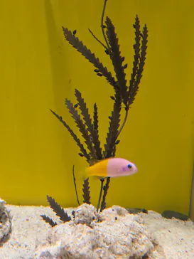 しながわ水族館に投稿された画像（2026/6/15）