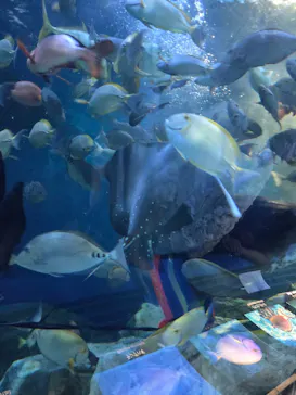 しながわ水族館に投稿された画像（2026/6/15）