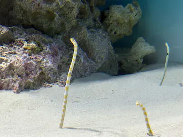 アクアワールド茨城県大洗水族館に投稿された画像（2026/6/15）